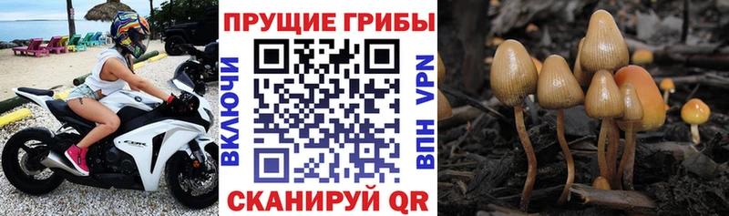 Псилоцибиновые грибы MAGIC MUSHROOMS Власиха